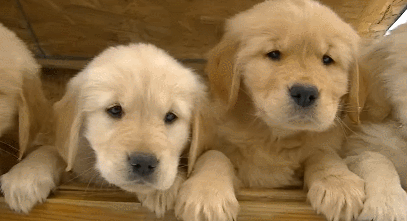 똥꼬발랄 댕댕이 리트리버 | 인스티즈