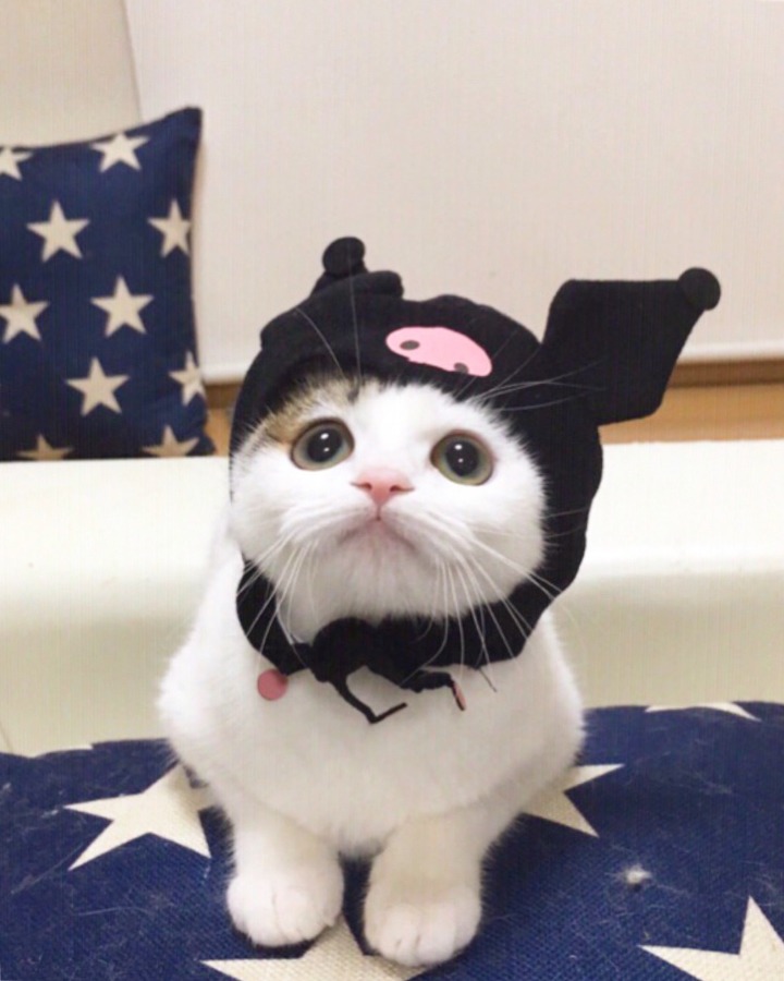 개와 고양이.jpg | 인스티즈