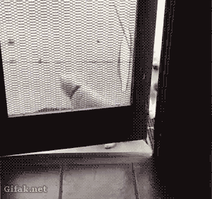 냥아치들보다 갓댕이가 더 우월한 이유.gif | 인스티즈