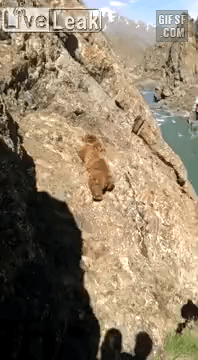 사람이 던진 돌에 맞아 절벽에서 떨어져 익사한 곰.gif | 인스티즈