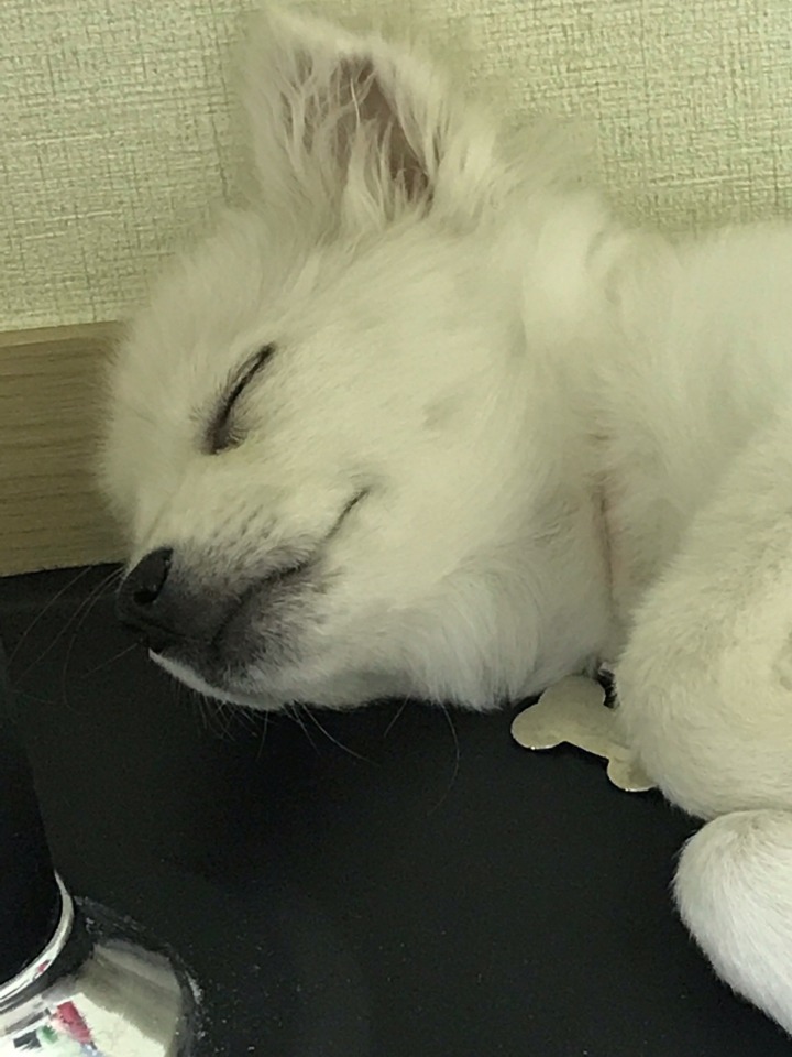 강아지의 다양한 표정을 같이 알아보자! | 인스티즈