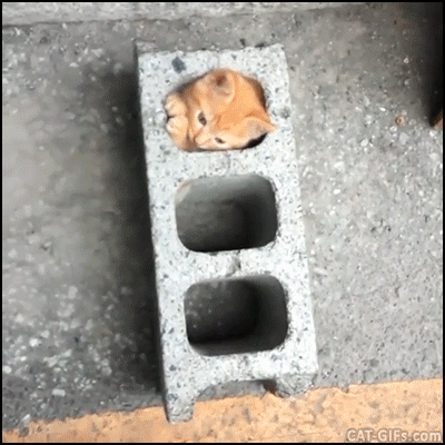 고독한고양이방 에서 주운 쟉고소중한 뽀시래기 고양이 짤 | 인스티즈
