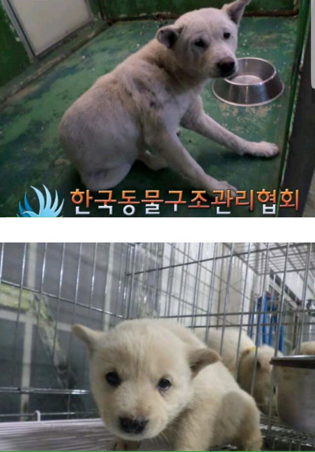 이번주 안락사예정 유기견아이들 꼭 공유부탁드려요 | 인스티즈