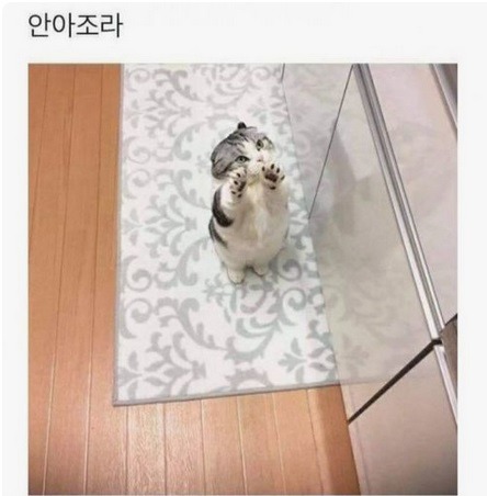 고양이의 심리 변화 | 인스티즈
