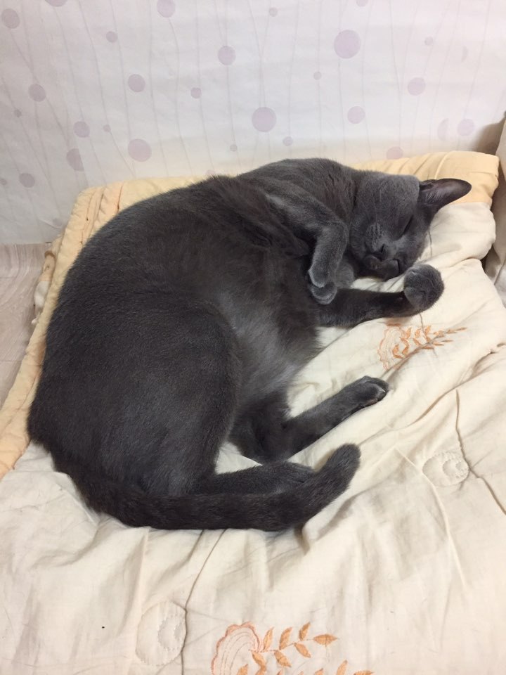 내 고양이 아님...........제 2탄 ㅠㅠ | 인스티즈