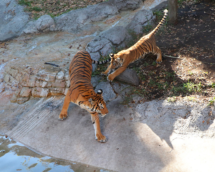 엄마한테 까부는 호초딩 | 인스티즈