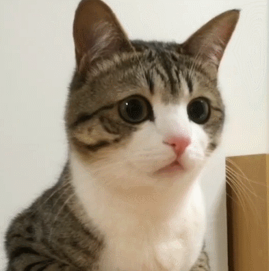 이름이 참새(すずめ)라는 사랑스런 고양이 | 인스티즈