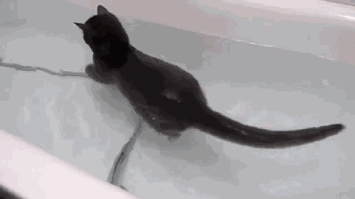 목욕하는 고양이.gif | 인스티즈