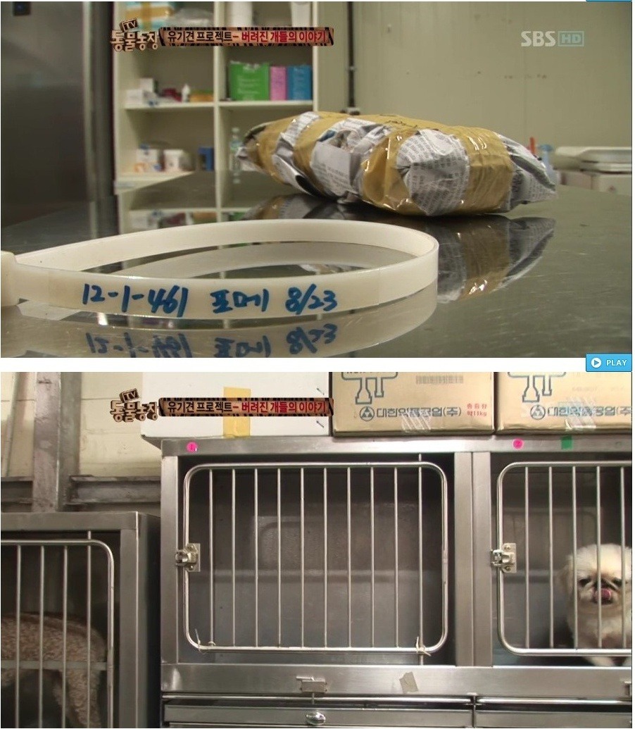 독한 마음을 먹지 않고서는 도저히 할 수 없는 직업 - 버려진 개들의 이야기.jpg | 인스티즈