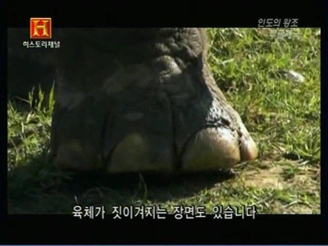 인도의 무굴 제국에서 사용한 전투 코끼리 갑옷 | 인스티즈