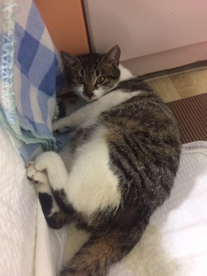 박스안에서 버려진채 떨고있던 고양이 쿠키를 도와주세요! +따뜻한 가족이되어줄 입양처를 찾습니다! | 인스티즈