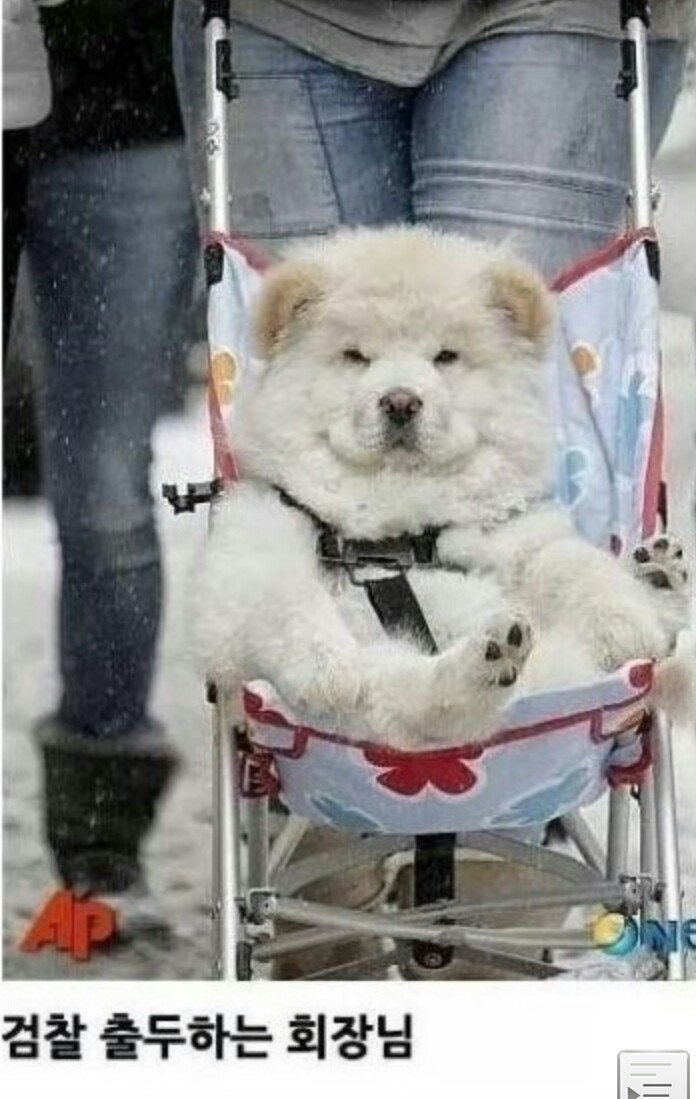 냥냥이회사vs댕댕이회사 | 인스티즈