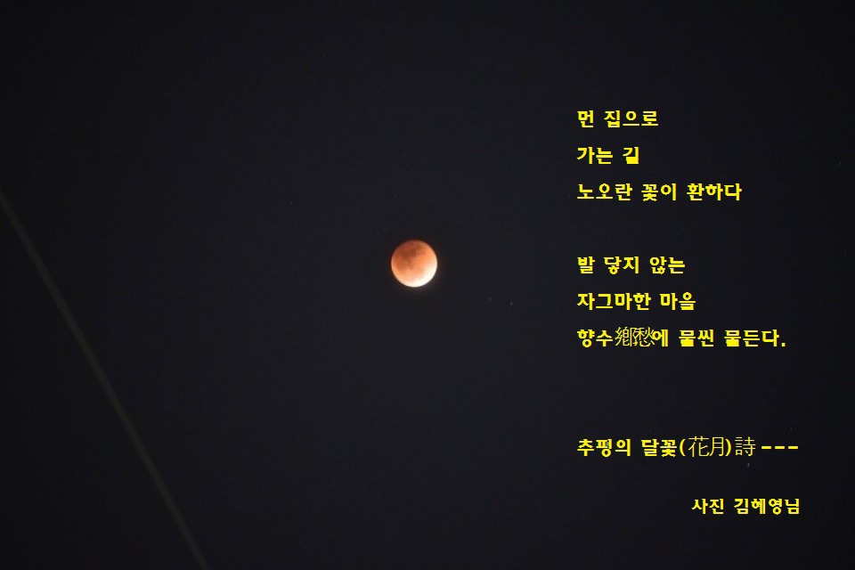 달꽃 이미지
