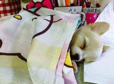 주인 공부 방해하다 잠든 강아지.jpg | 인스티즈