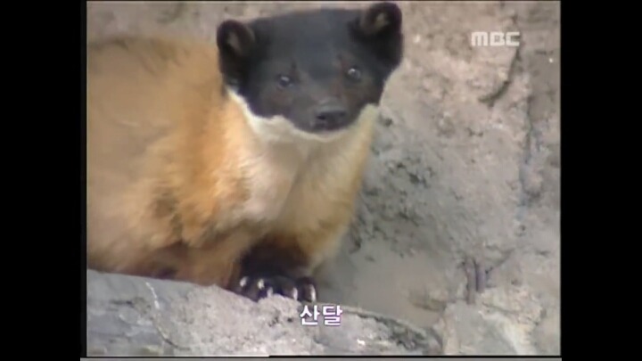 북한 개마고원에 살고 있는 동물들 | 인스티즈