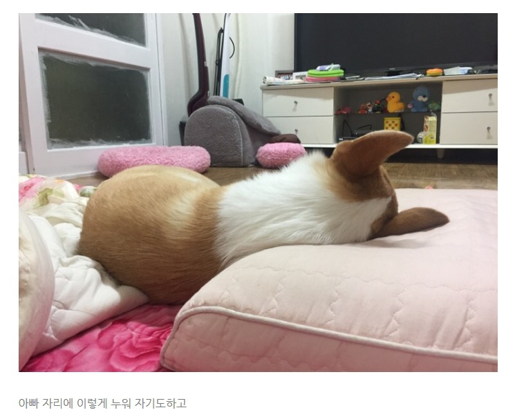 웰시코기 자는모습 | 인스티즈