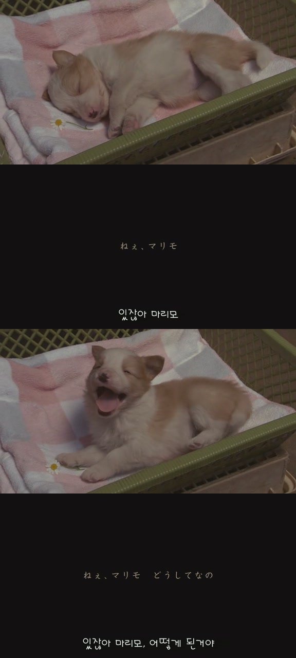 마리모 이미지