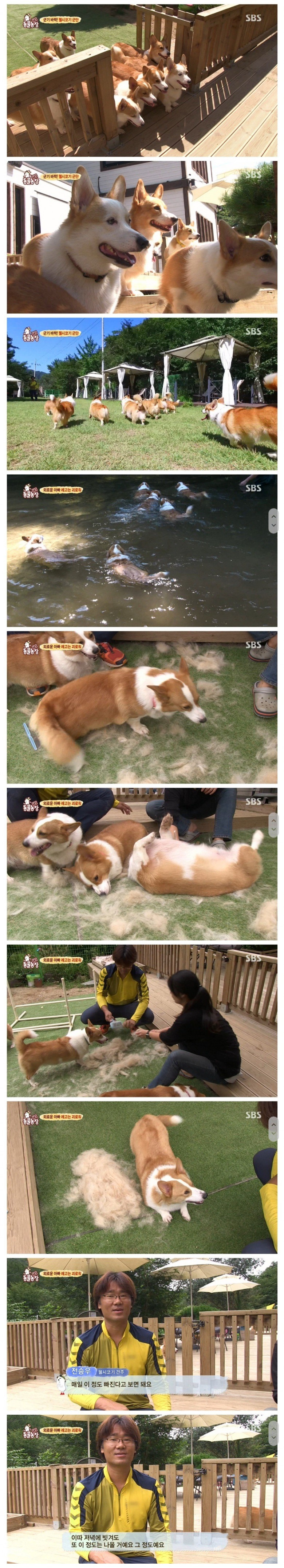 동물농장) 웰시코기 하루 빠지는 털양 | 인스티즈