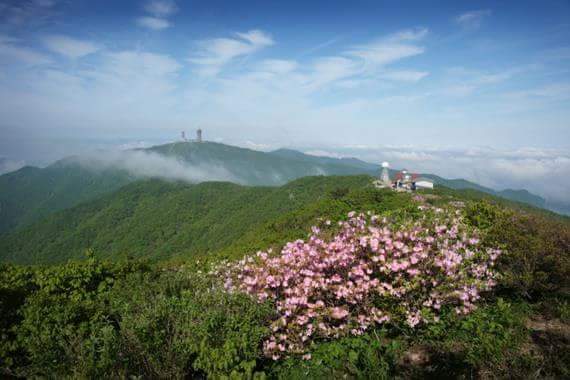산에는꽃이피네 이미지