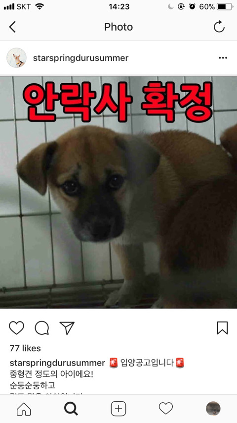 안락사 확정된 아이들 한번씩 보고가주라ㅠㅠ | 인스티즈