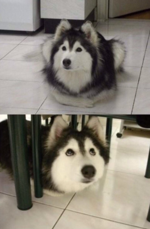 고양이들 사이에서 개카 크면?.jpg | 인스티즈