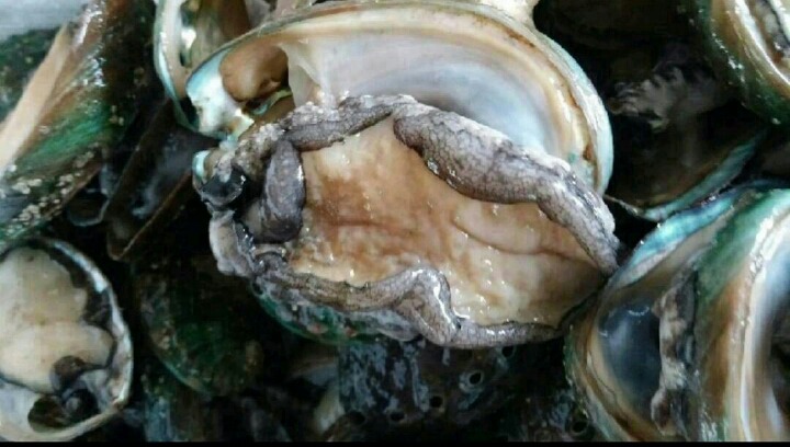 완도산전복산지직송 이미지