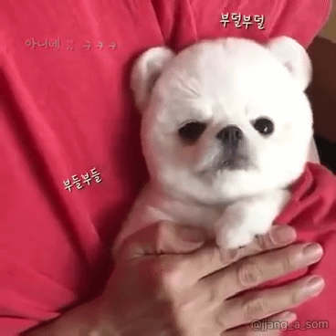 아이스크림 혼자 욕심내서 많이 먹은 포메라니안의 최후.gif | 인스티즈