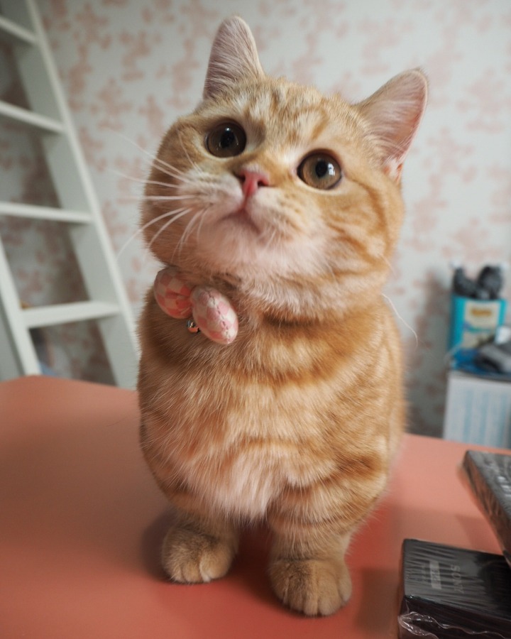 히말라얀 고양이.jpg | 인스티즈
