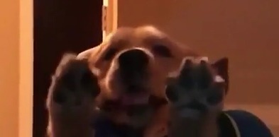 밖에 있는 주인을 발견한 댕댕이.......gif | 인스티즈