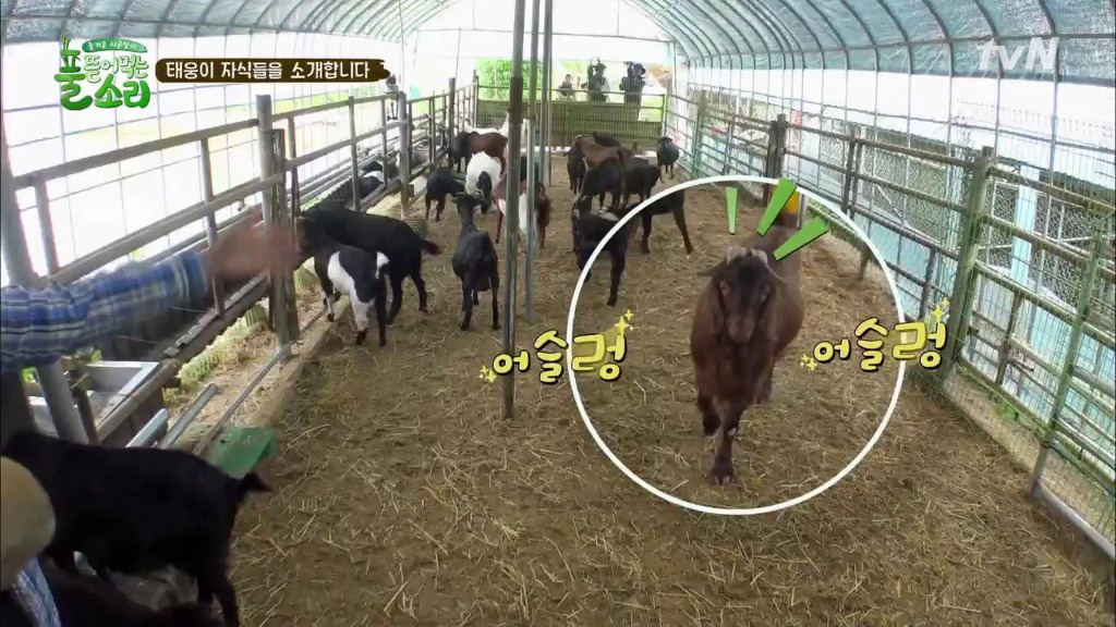 [풀뜯어먹는소리] 닭에서 시작해 소까지 살 수 있게 된 중딩농부 태웅.jpg | 인스티즈