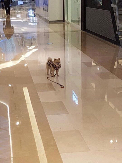 주인새끼가 자기 친구 보더니 목줄 놓고 보러갔다.jpg | 인스티즈