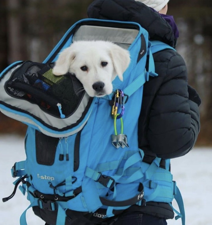 개와 고양이.jpg | 인스티즈