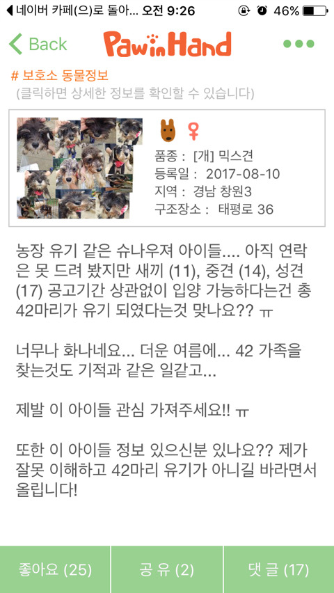 슈나우저 42마리가 한꺼번에 보호소로 들어왔대요 | 인스티즈