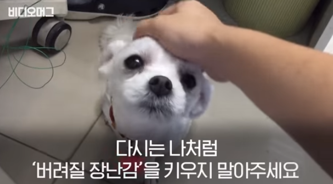 폭염 속 버려진 똘똘이가 모니로 개명한 사연 | 인스티즈