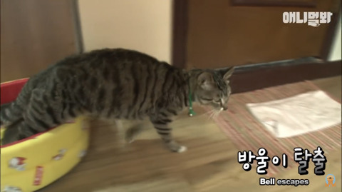 새끼고양이 열마리 키우는 엄마냥이 | 인스티즈