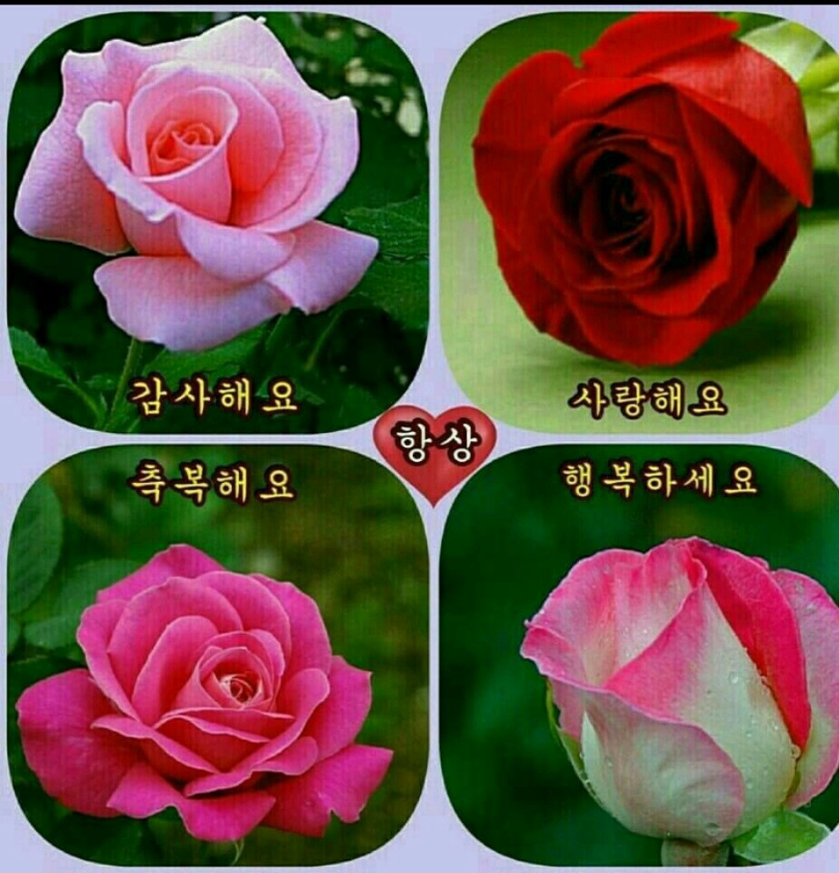 꽃인사 이미지