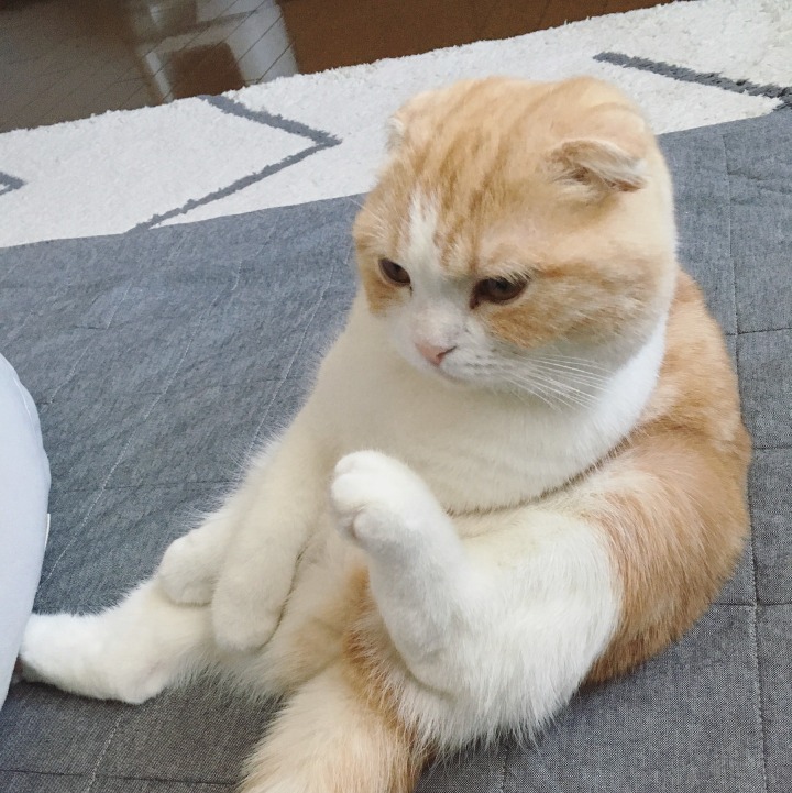 운전석 댕댕이.jpg | 인스티즈