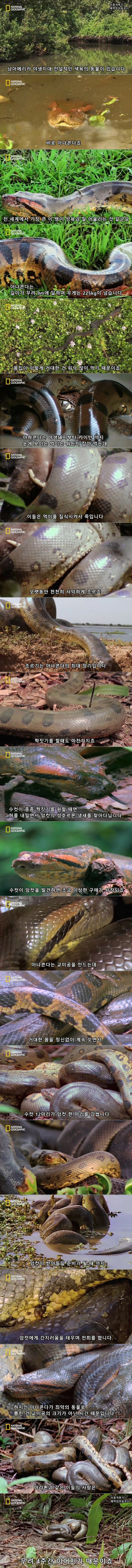 아나콘다의 욕구 | 인스티즈
