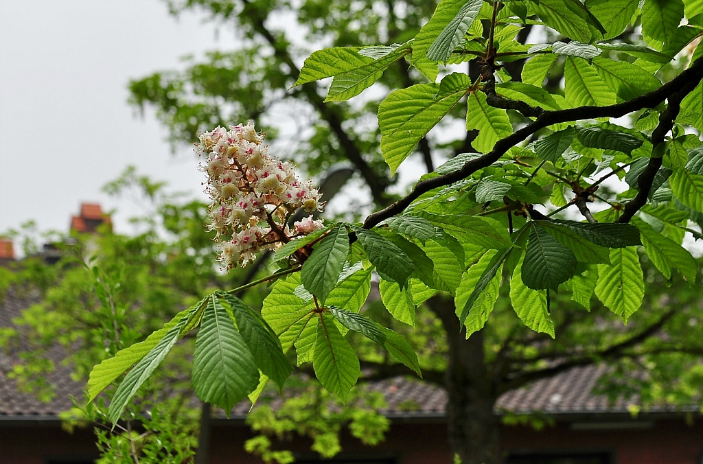 마로니에 이미지